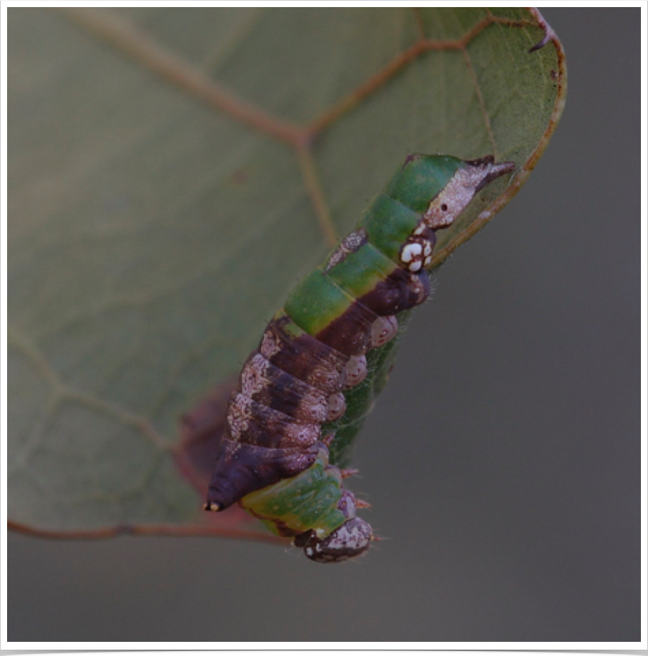 Lace-capped Caterpillar on Oak
Oligocentria lignicolor
Dekalb County, Alabama